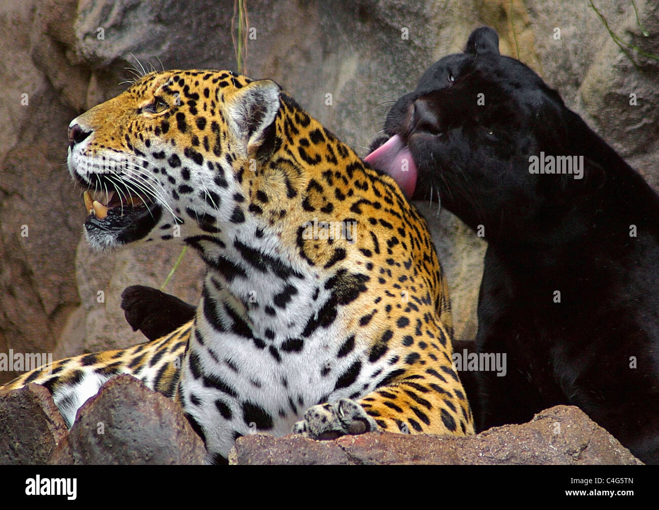 Jaguar (Panthera onca). Couple (black and spotted) smooching Stock Photo