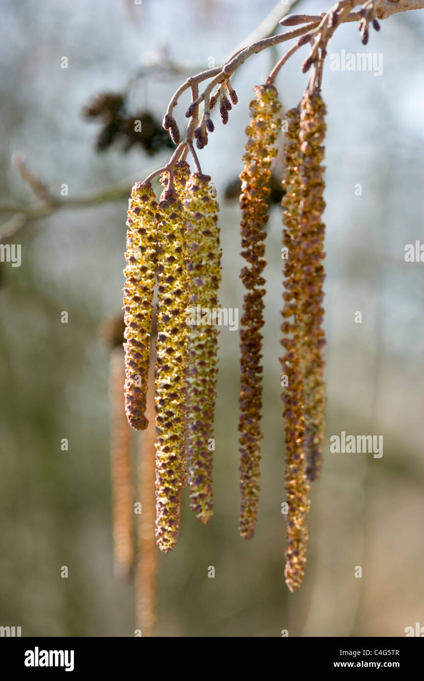 Common Alder Alnus glutinosa male flowers or catkins in the foreground and the cone seed heads in the background. Stock Photo