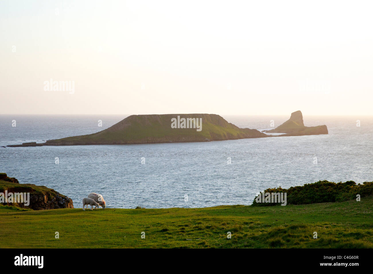 Sheep grazing on Worms Head Rhossili Gower Peninsula on spring evening, South Wales, Cymru, UK, GB, British Isles Stock Photo