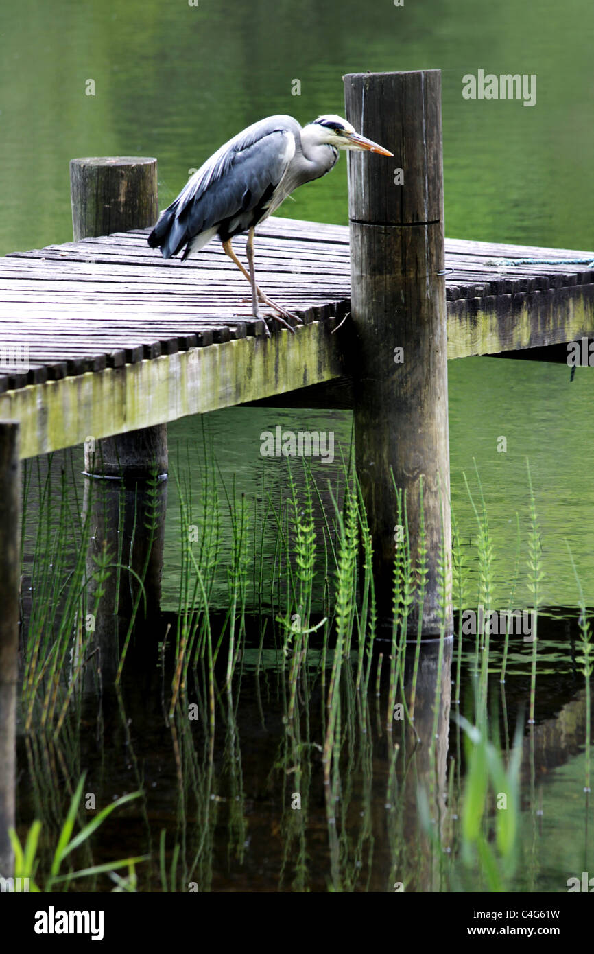 Great Blue Heron Stock Photo