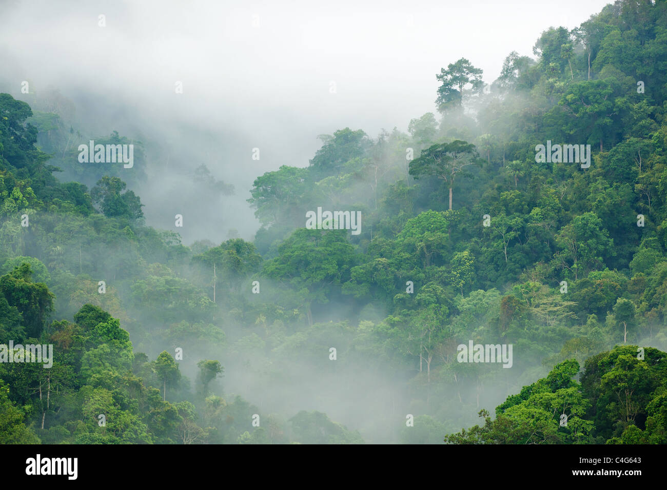morning fog in dense tropical rainforest, kaeng krachan, thailand Stock Photo