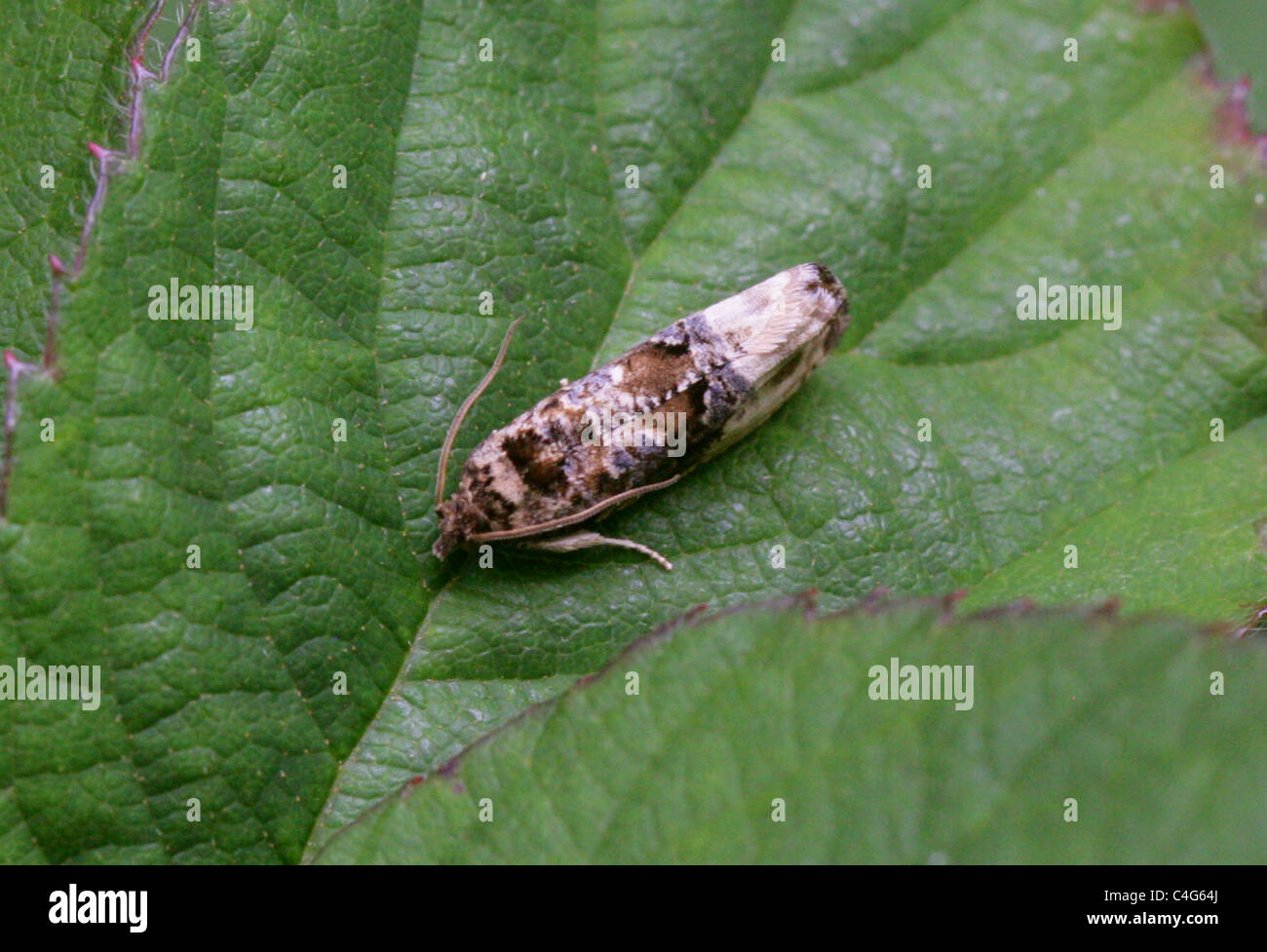 Micro-moth, Lepidoptera. Stock Photo