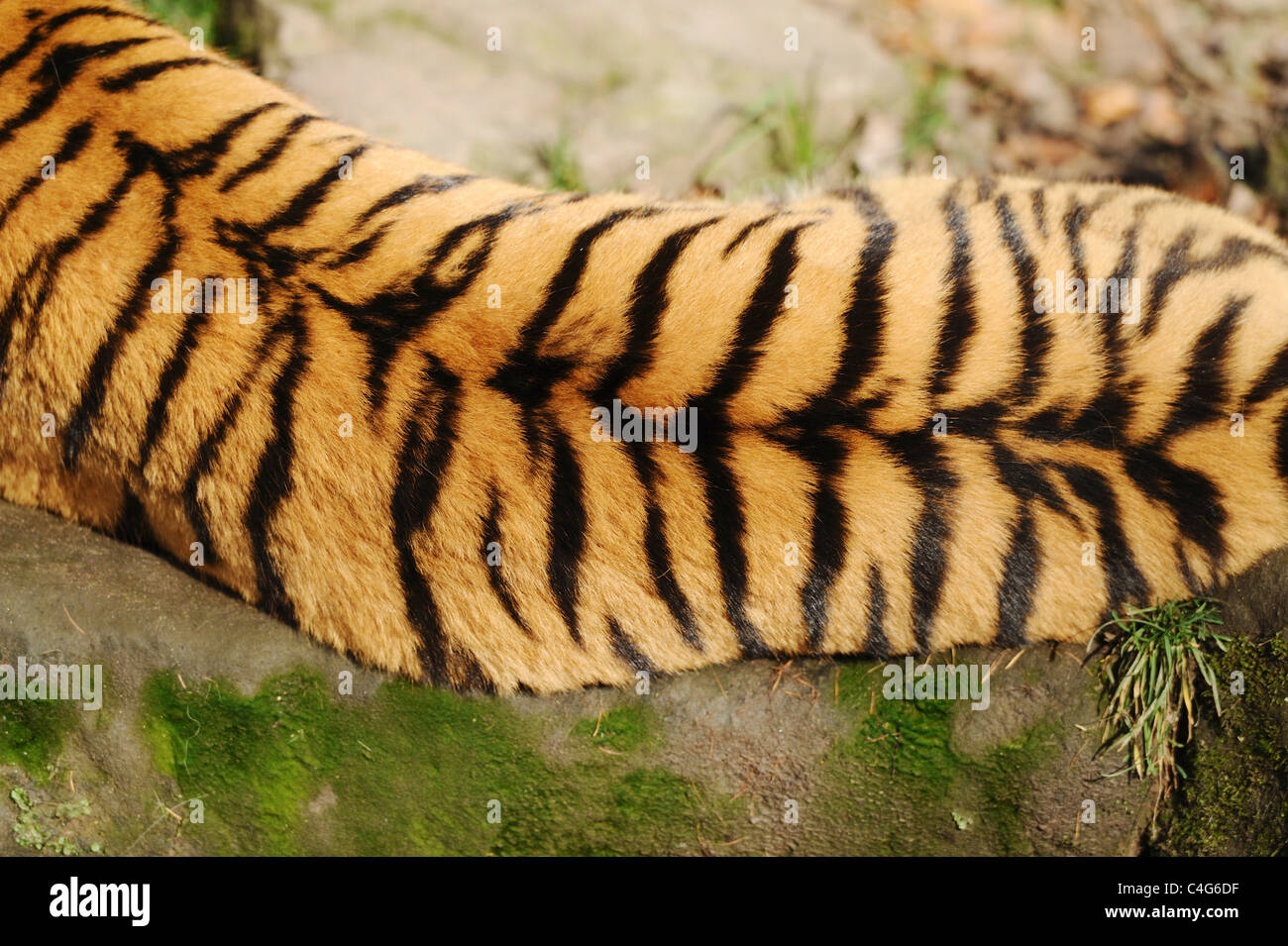 Bengal Tiger, Prestigious For Both