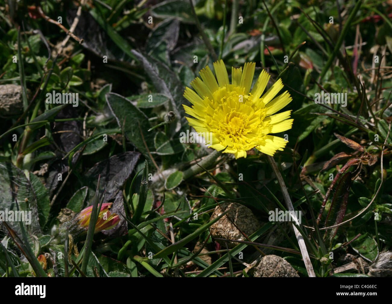 Mouse-ear Hawkweed, Pilosella officinarum, Asteraceae. Dunstable Downs, June. Stock Photo