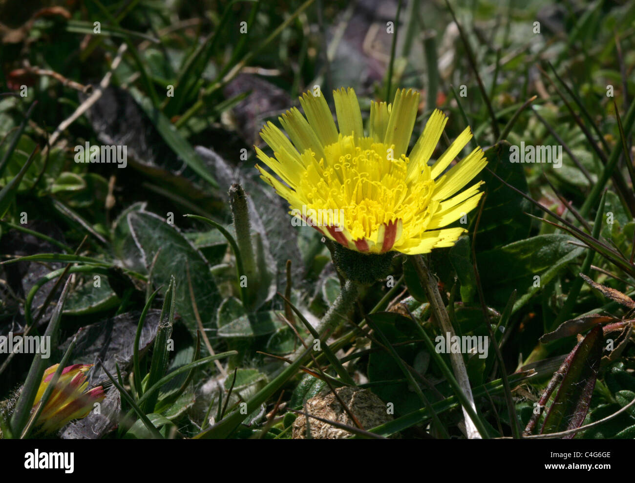 Mouse-ear Hawkweed, Pilosella officinarum, Asteraceae. Dunstable Downs, June. Stock Photo