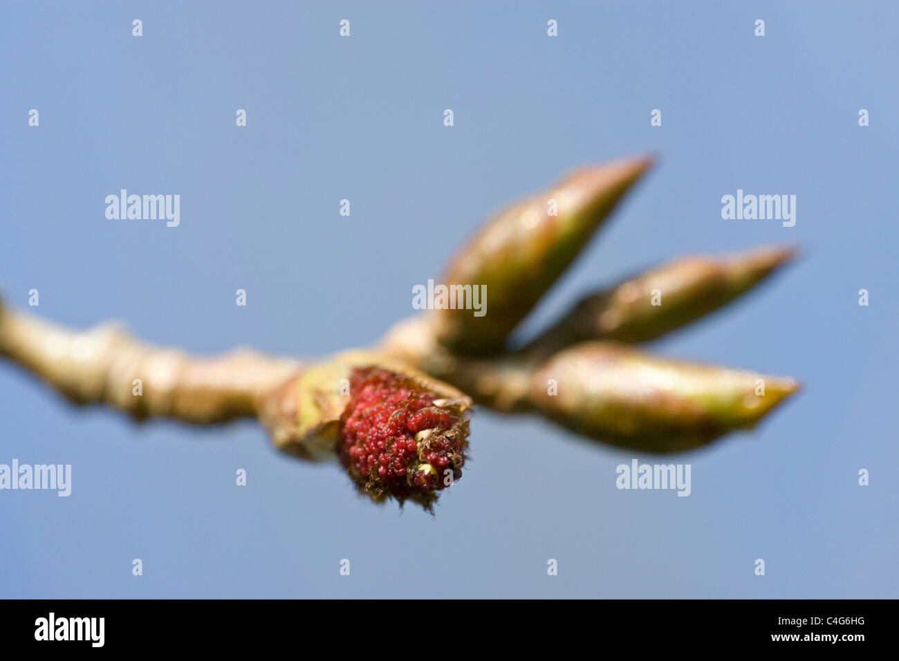 Black Poplar Hybrid Populus nigra x deltoids (P. x Canadensis) leaf shoots Stock Photo