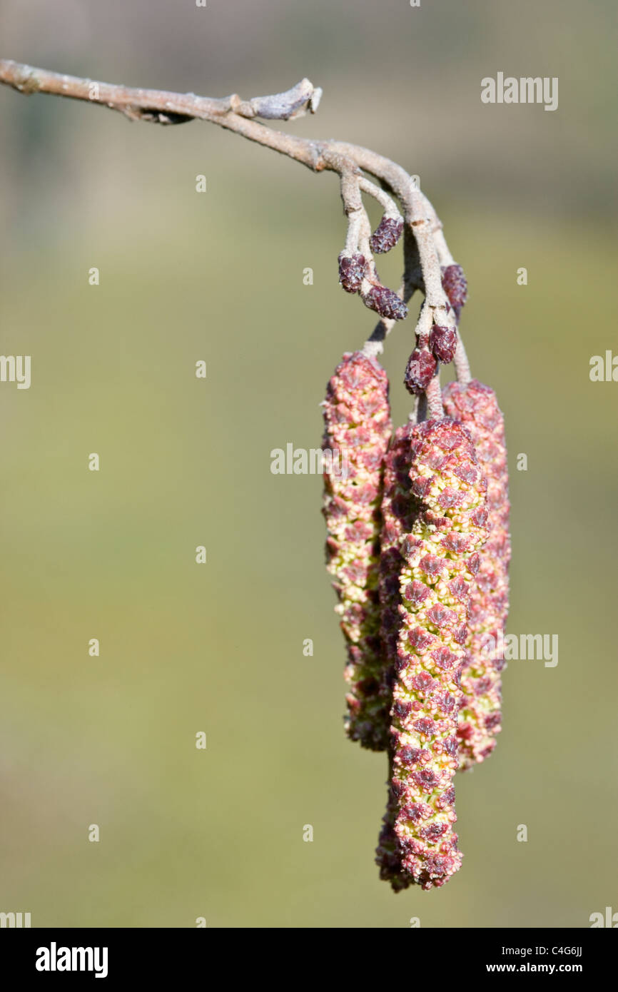 Common Alder Alnus glutinosa male flowers or catkins Stock Photo