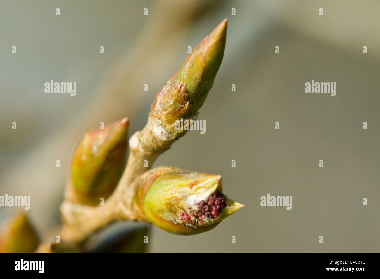 Black Poplar Hybrid Populus nigra x deltoids (P. x Canadensis) leaf shoots Stock Photo