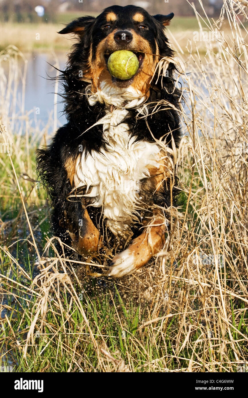 Australian Shepherd dog with ball Stock Photo