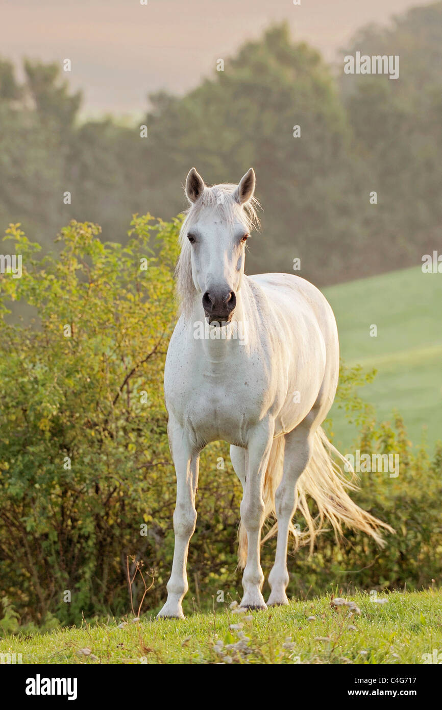 Connemara horse standing on meadow Stock Photo Alamy