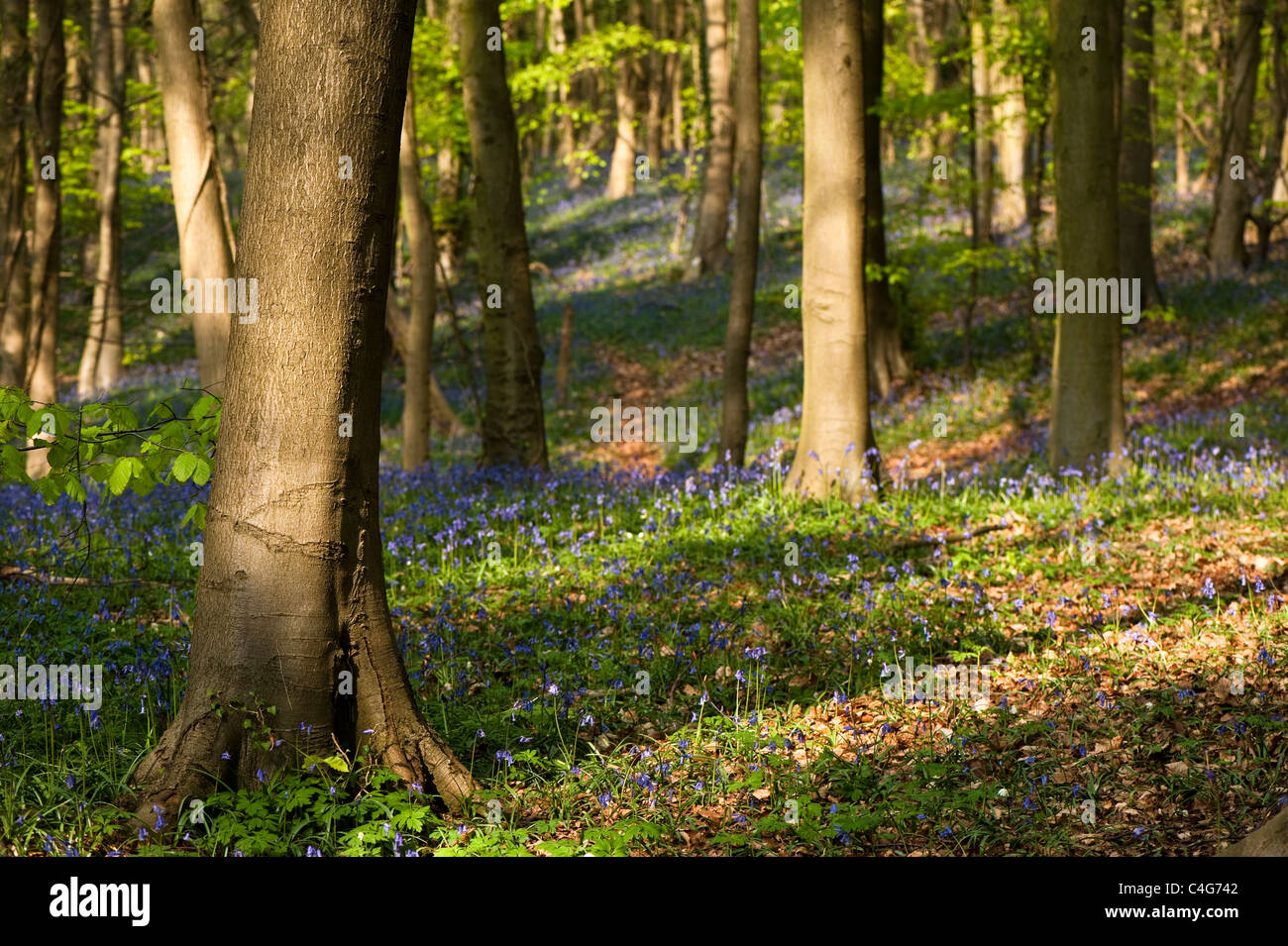 Bluebell woods in Spring, The Cotswolds, England, United Kingdom Stock ...