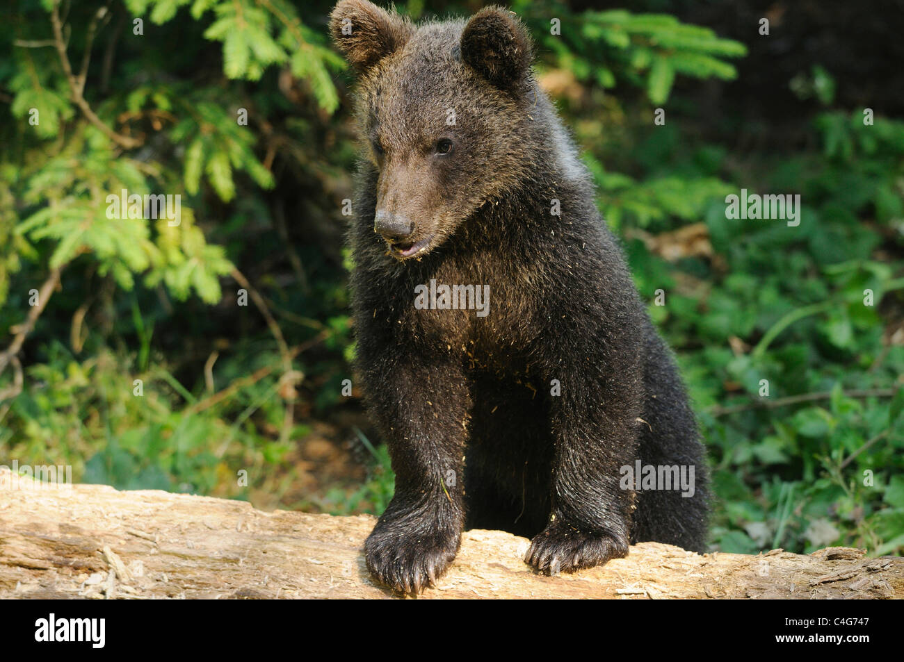 brown bear - cub - standing / Ursus arctos Stock Photo - Alamy