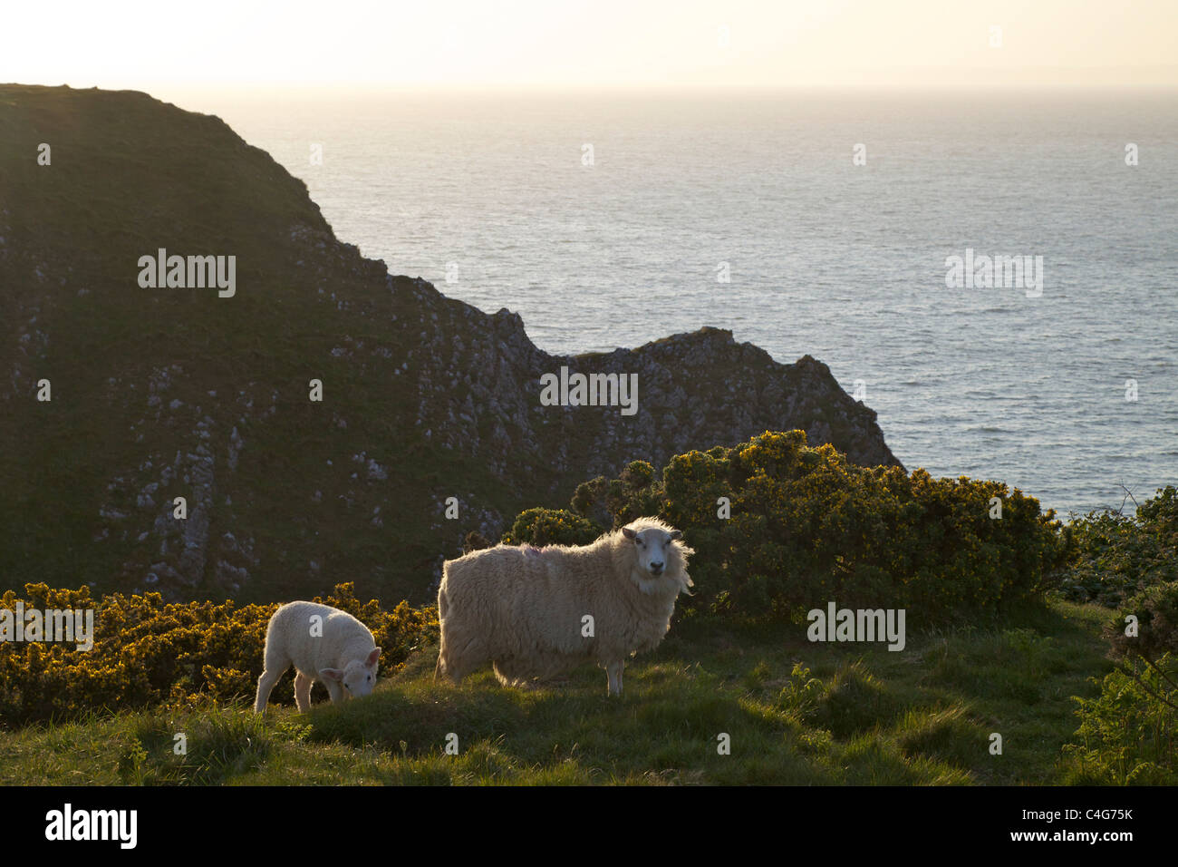 Sheep grazing on Worms Head Rhossili Gower Peninsula on spring evening, South Wales, Cymru, UK, GB, British Isles Stock Photo