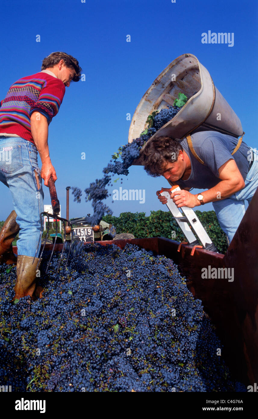 Harvesting the merlot and cabernet grapes of Saint Emilion region in Bordeaux, France Stock Photo