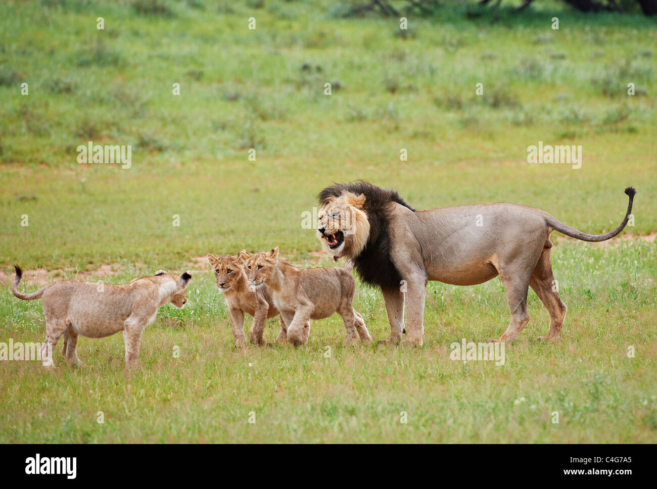 lion and cubs / Panthera leo Stock Photo - Alamy
