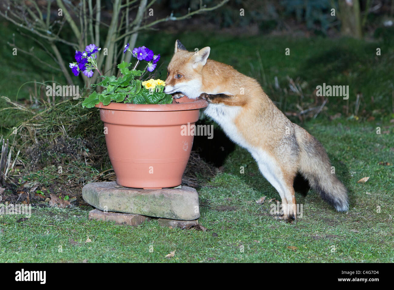 European Fox (Vulpes vulpes), sniffing at flowers in plant pot Stock Photo