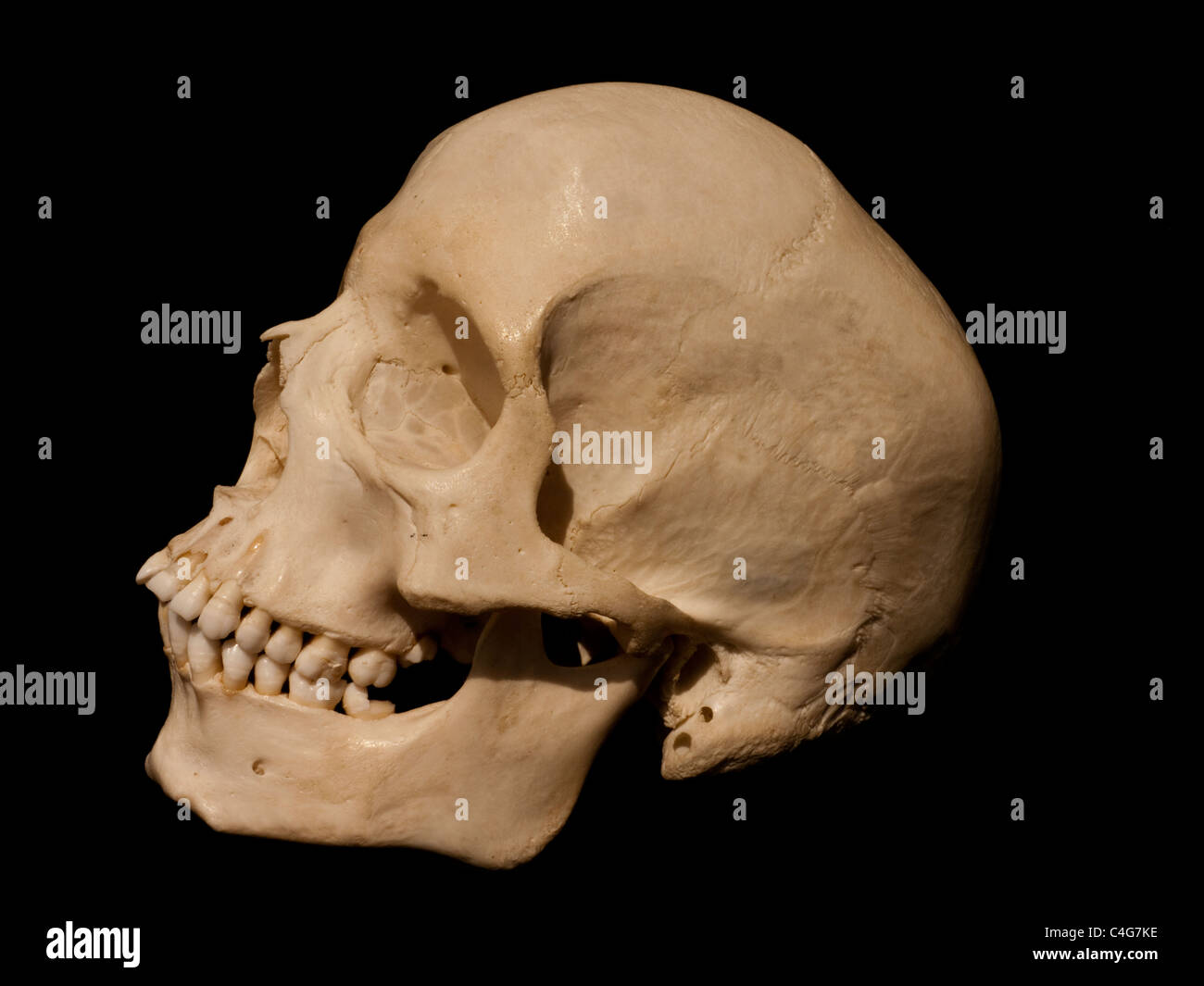 Skull Stock Photo