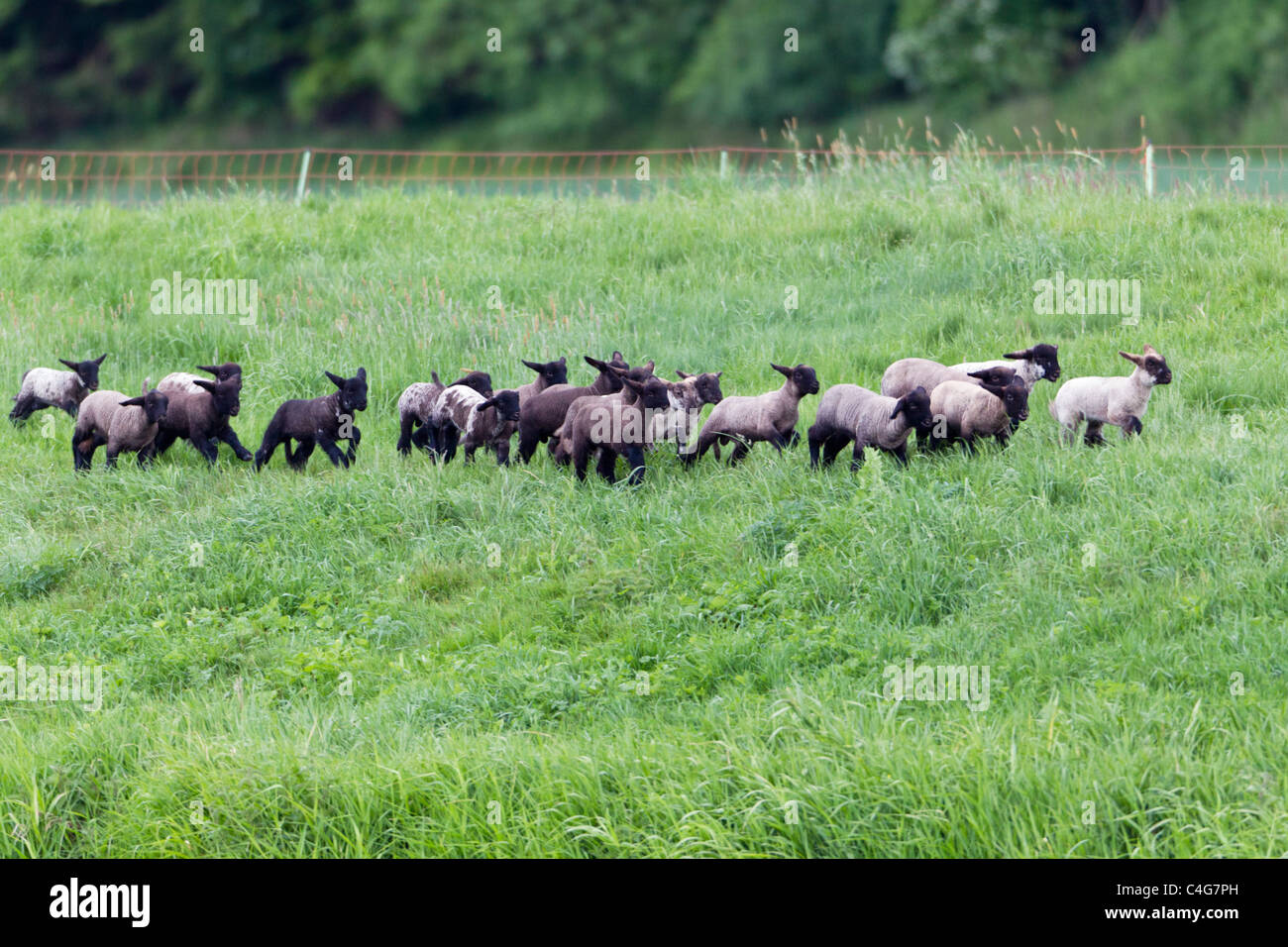 Flock of lambs, playing in field, Lower Saxony, Germany Stock Photo