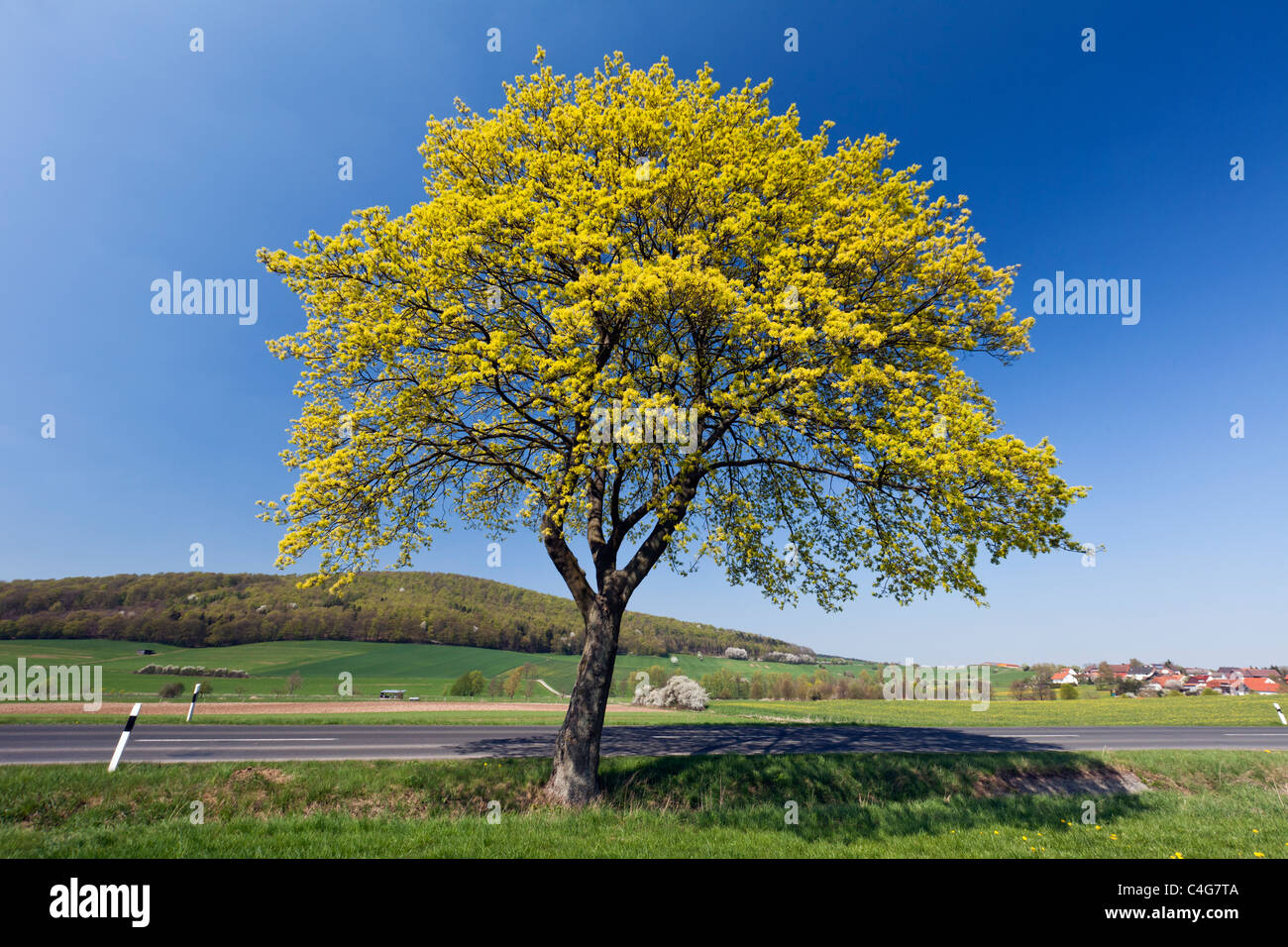 Norway Maple (Acer platanoides), tree flowering in Spring, Lower Saxony, Germany Stock Photo