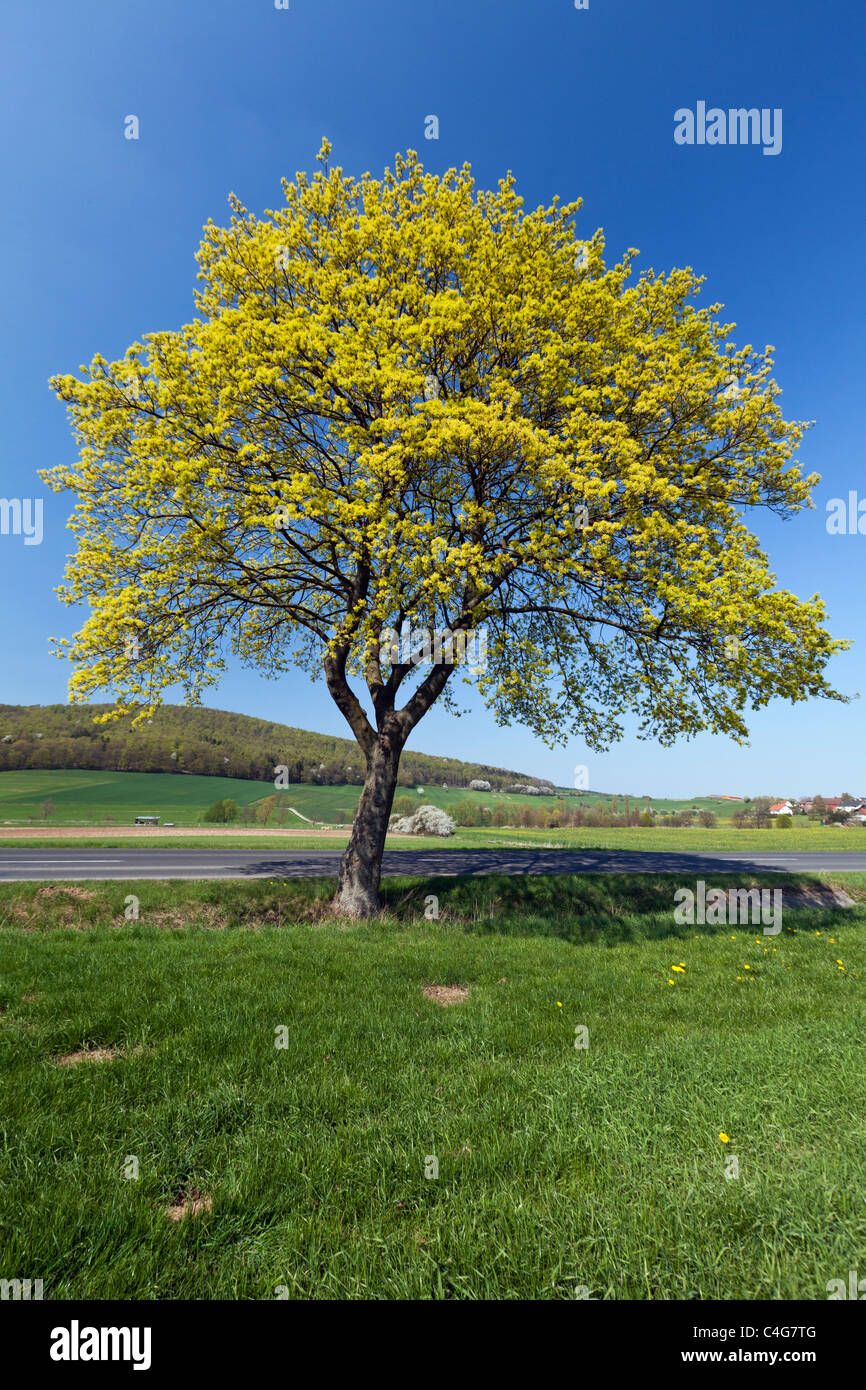 Norway Maple (Acer platanoides), tree flowering in Spring, Lower Saxony, Germany Stock Photo