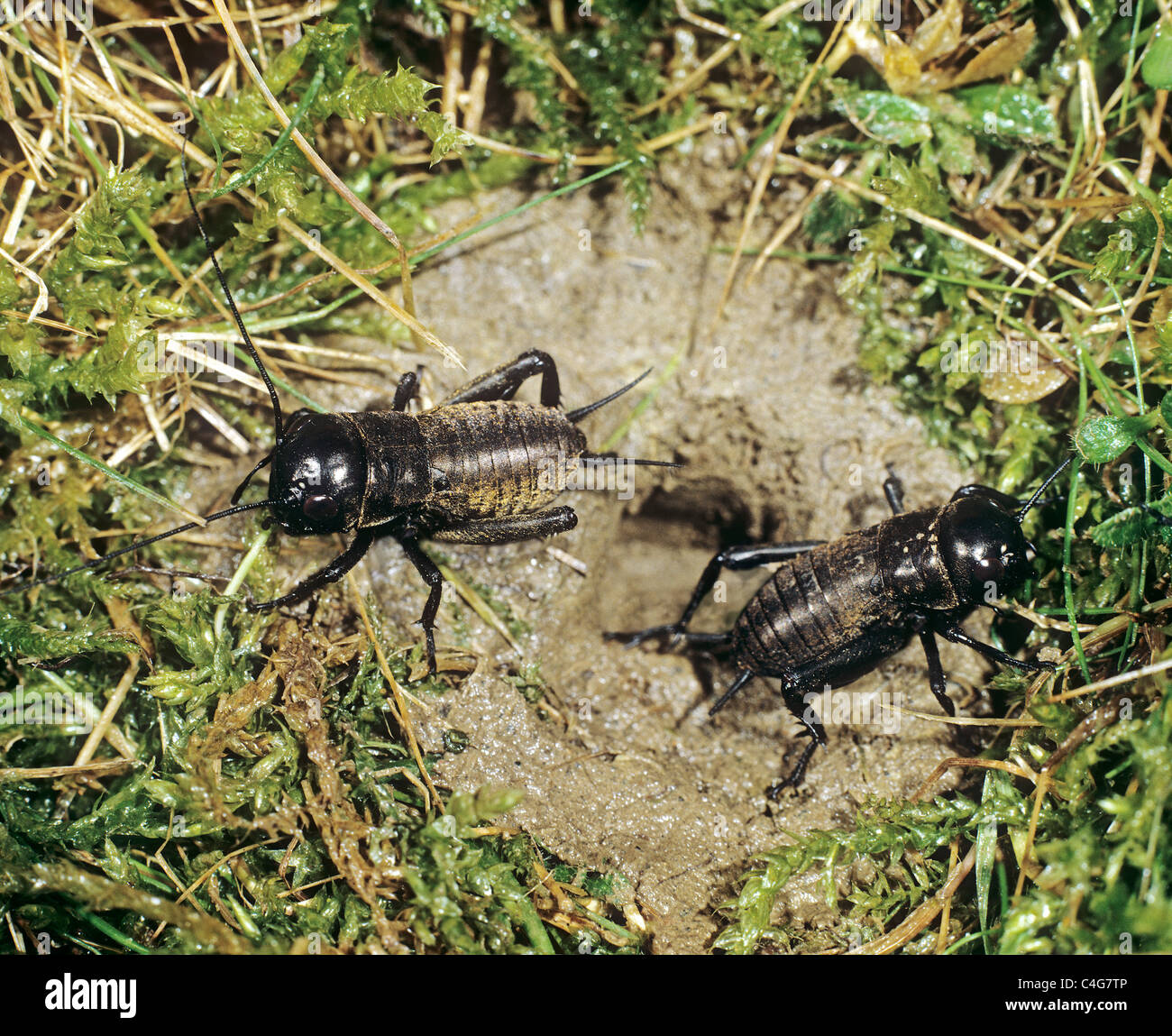 two field crickets at burrow / Gryllus campestris Stock Photo