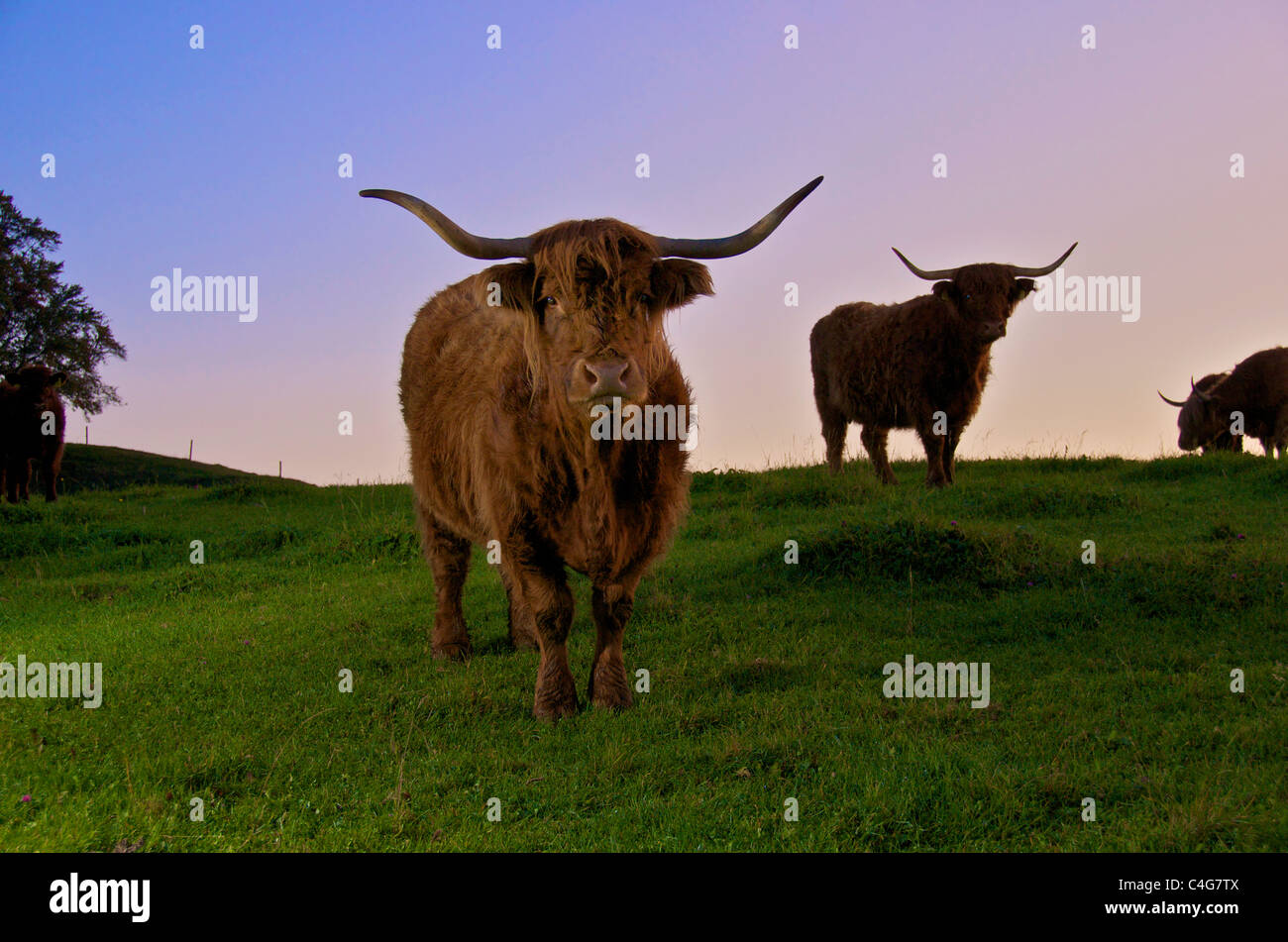 Highland Cattle on meadow Stock Photo - Alamy