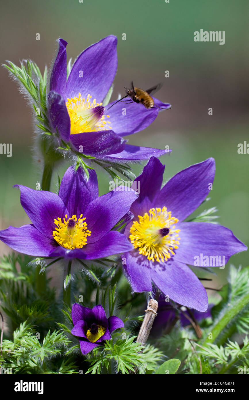 Bee Fly (Bombylius), hovering over Pasque flower, Spring, Lower Saxony, Germany Stock Photo