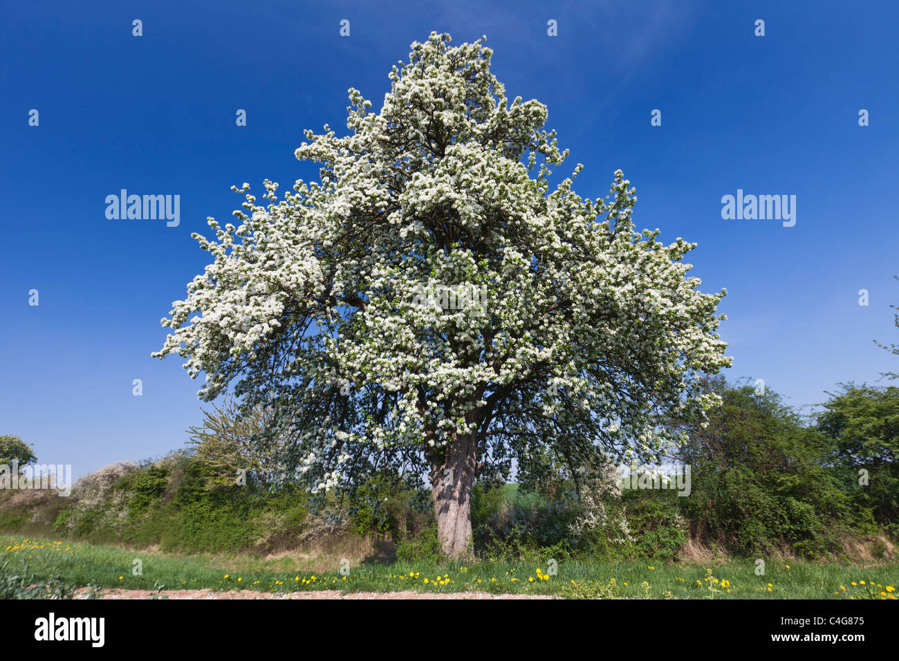 Pear Tree (Pyrus salicifolia), blossoming in hedge, North Hessen, Germany Stock Photo