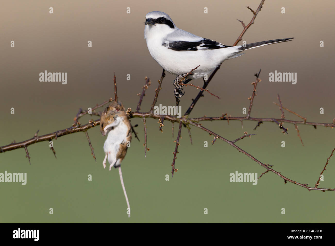 Great Greay Shrike (Lanius excubitor), perched on branch, whith impaled mouse, Lower Saxony, Germany Stock Photo