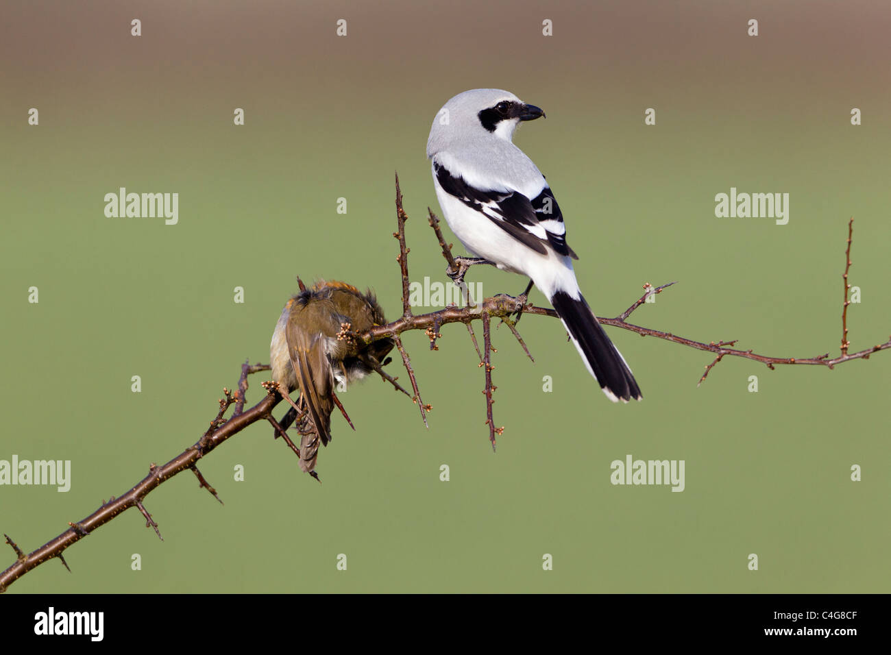 Great Greay Shrike (Lanius excubitor), perched on branch, whith impaled robin, Lower Saxony, Germany Stock Photo