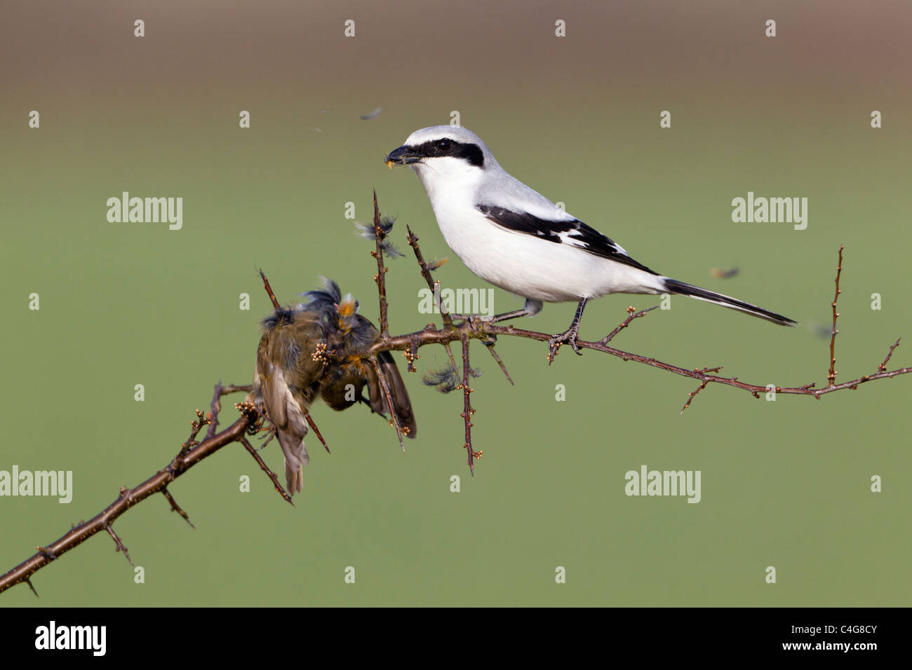 Great Greay Shrike (Lanius excubitor), perched on branch, whith impaled robin, Lower Saxony, Germany Stock Photo
