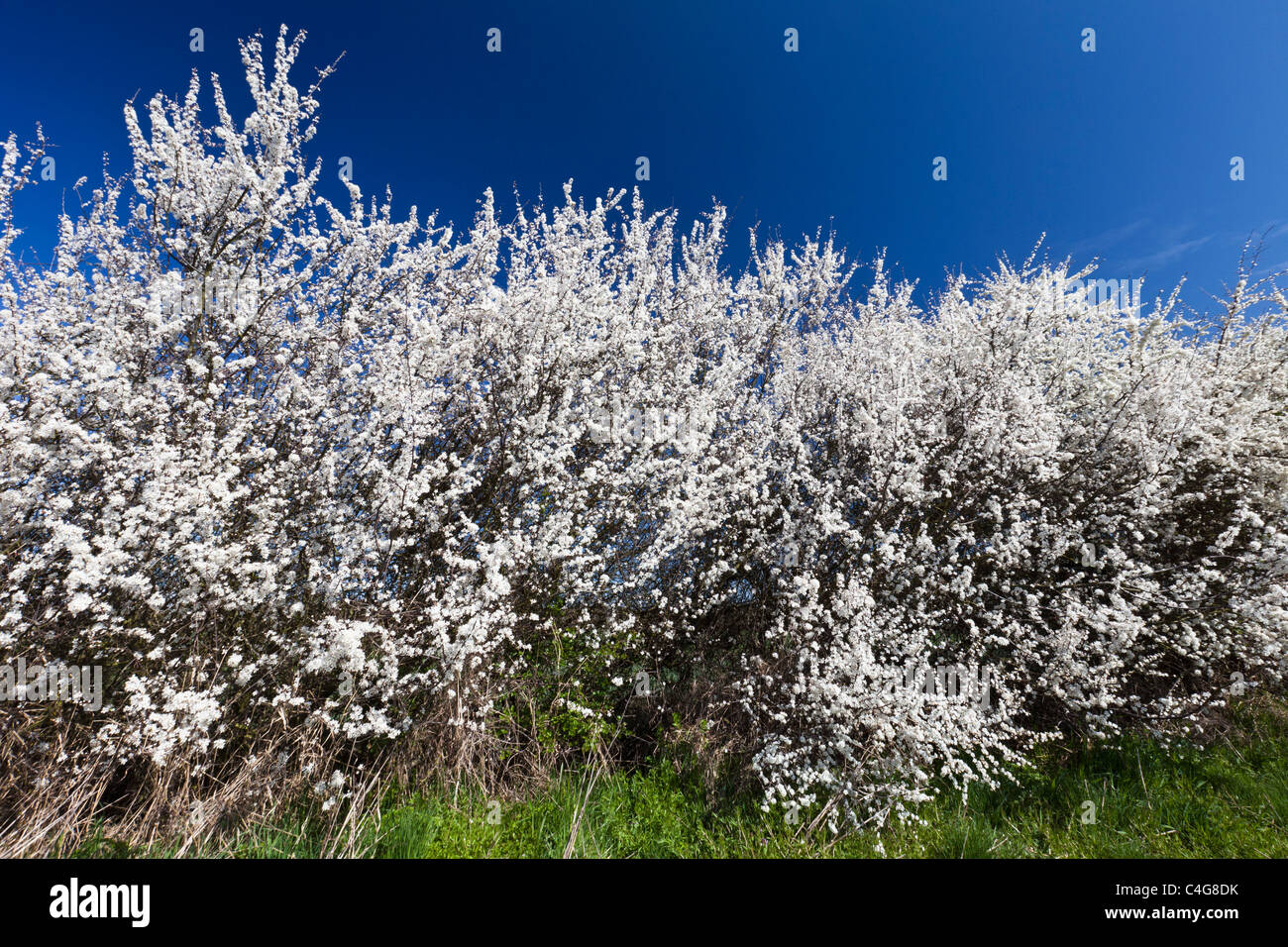Flowering Blackthorn or Sloe hedge (Prunus spinosa), Lower Saxony, Germany Stock Photo