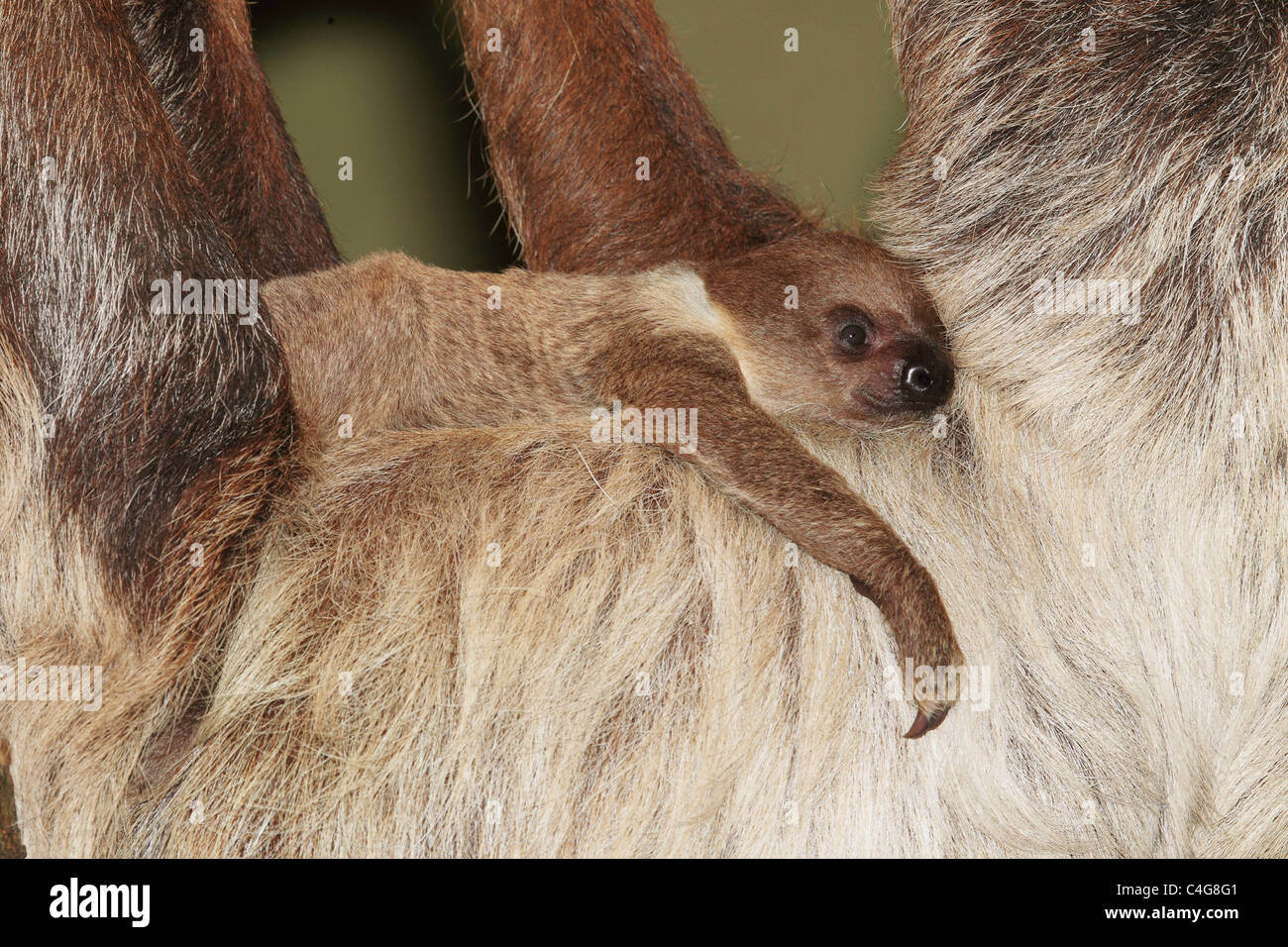 Linnaeus's two-toed sloth and cub / Choloepus didactylus Stock Photo
