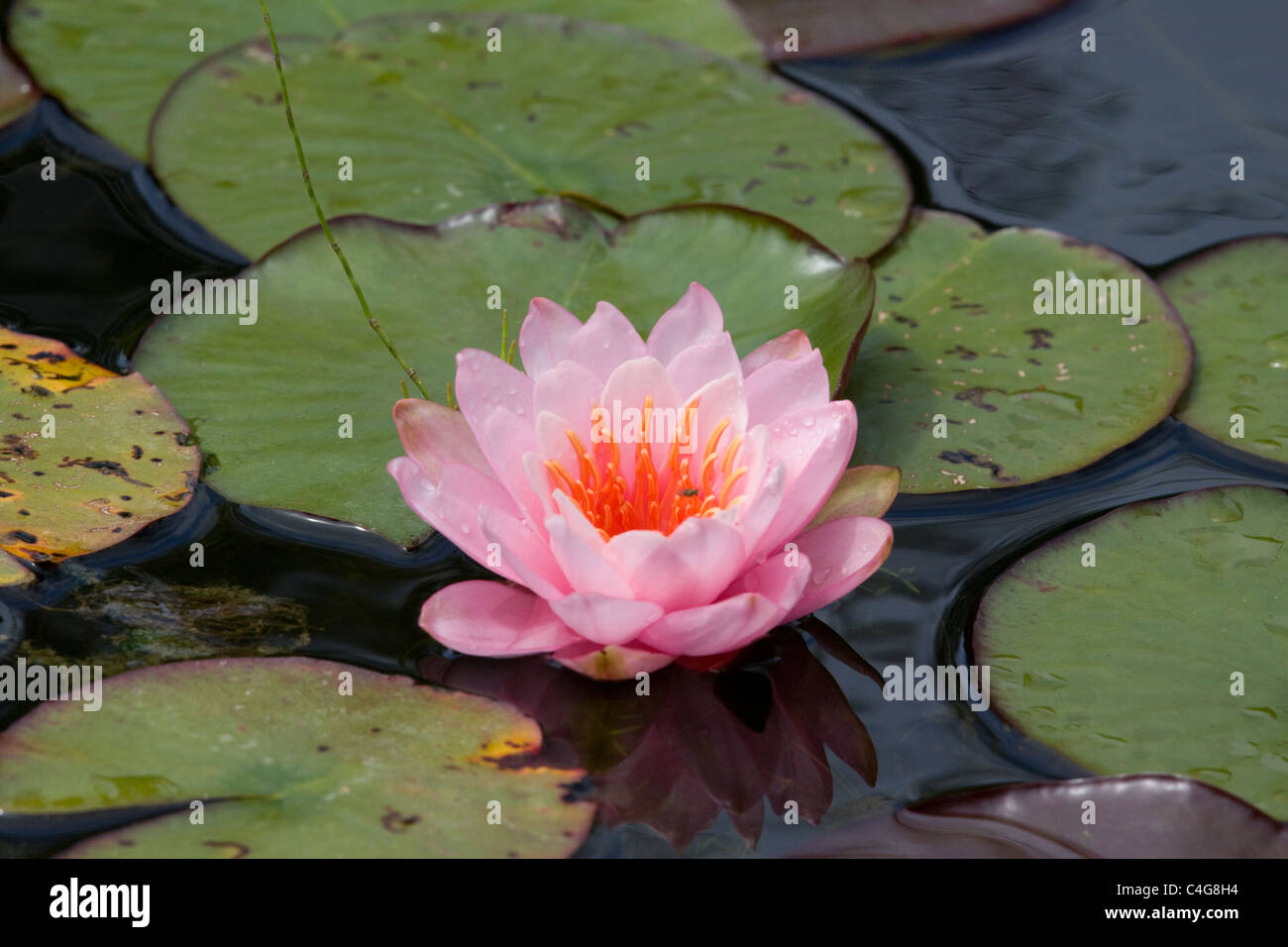 Nymphaeaceae nymphaea nuphar hi-res stock photography and images - Alamy
