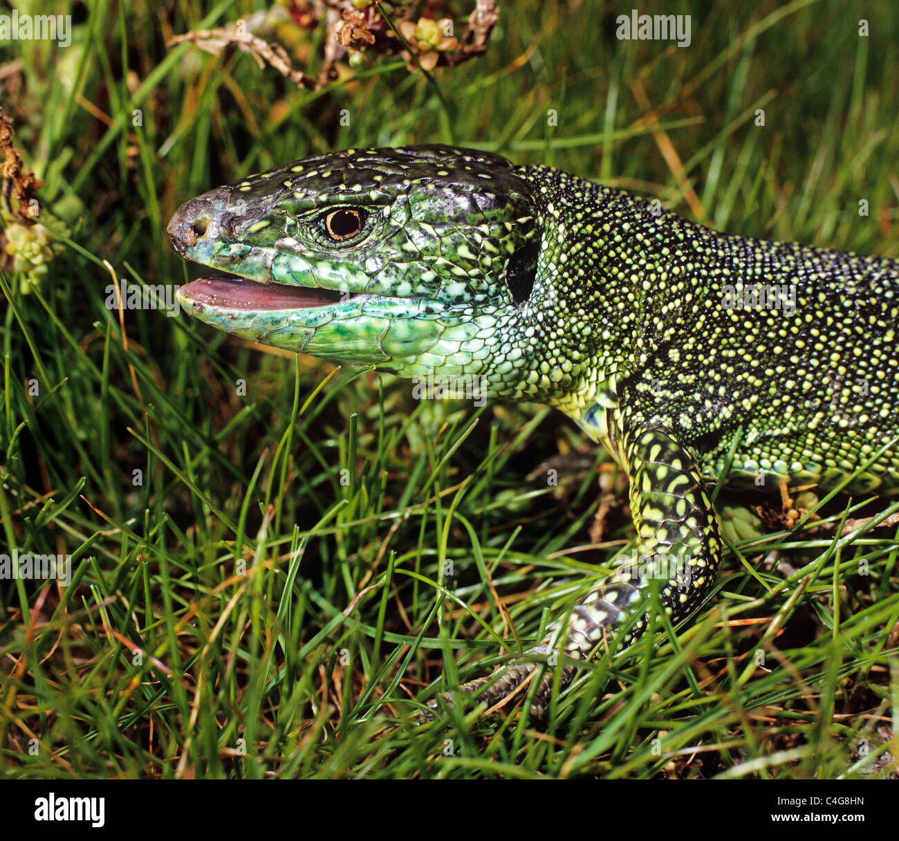 Ocellated Lizard on meadow / Lacerta lepida Stock Photo