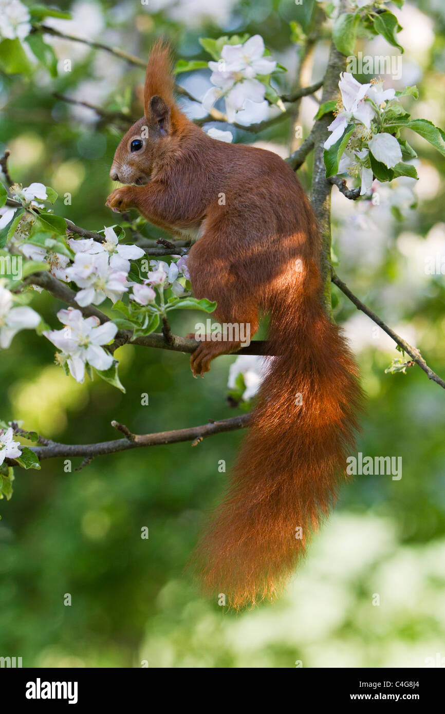 European Red Squirrel (Sciurus vulgaris), sitting in flowering apple tree, Lower Saxony, Germany Stock Photo