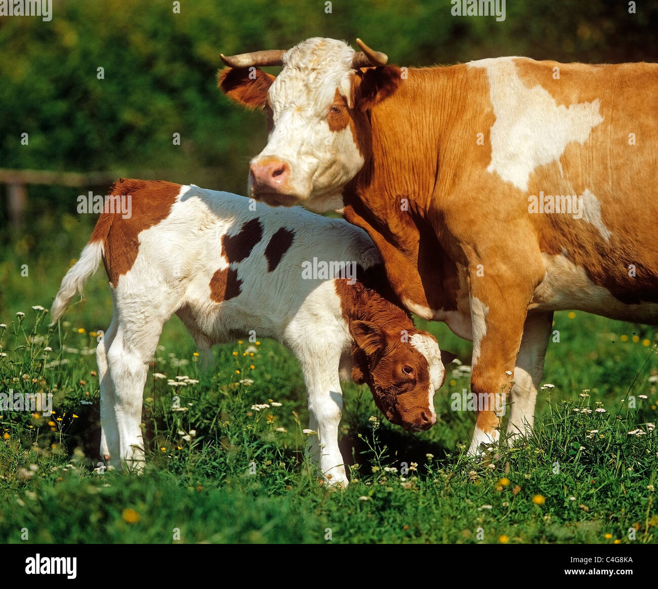 Domestic Cattle. Cow and calf on meadow Stock Photo