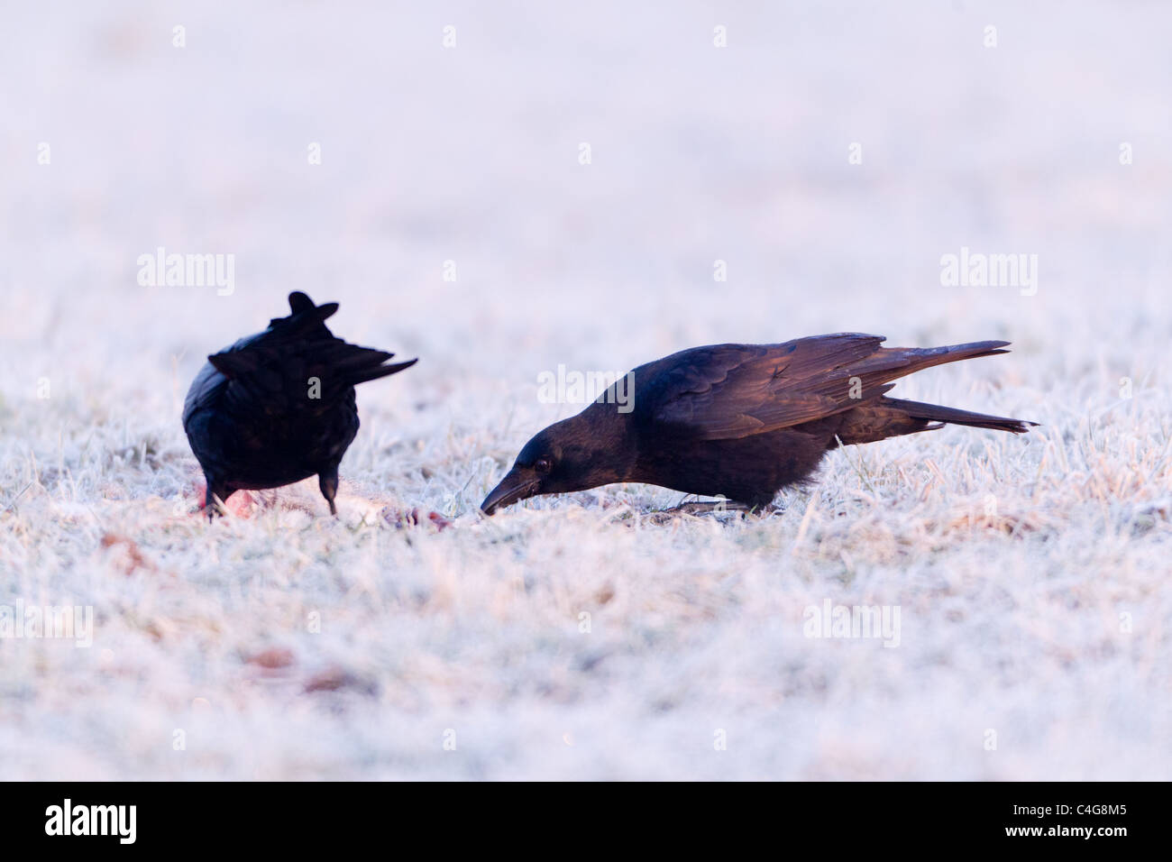 Carrion Crow (Corvus corone corone), pair feeding on carrion in frost covered field, in early morning light, winter, Lower Saxon Stock Photo