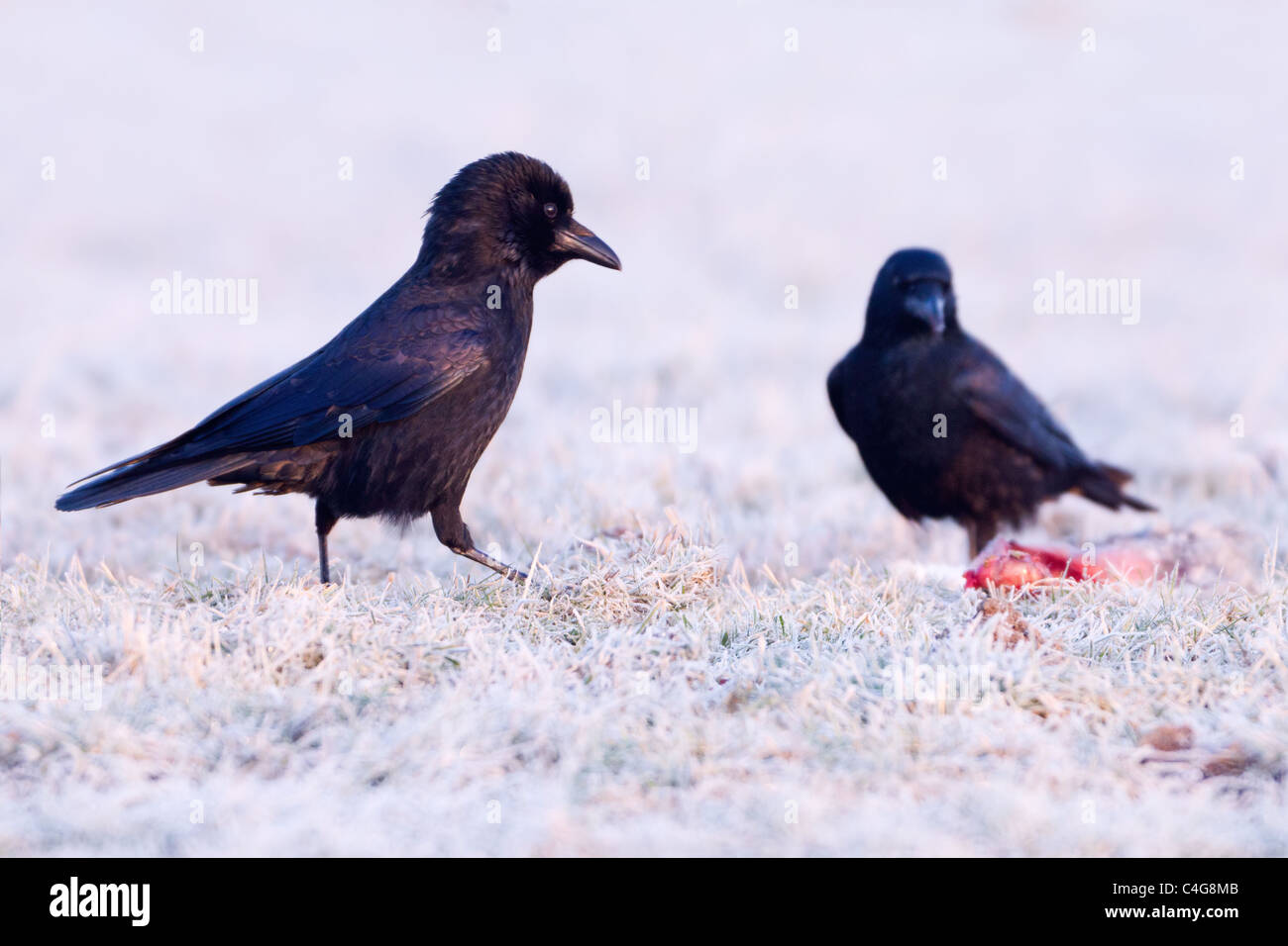 Carrion Crow (Corvus corone corone), pair feeding on carrion in frost covered field, in early morning light, winter, Lower Saxon Stock Photo