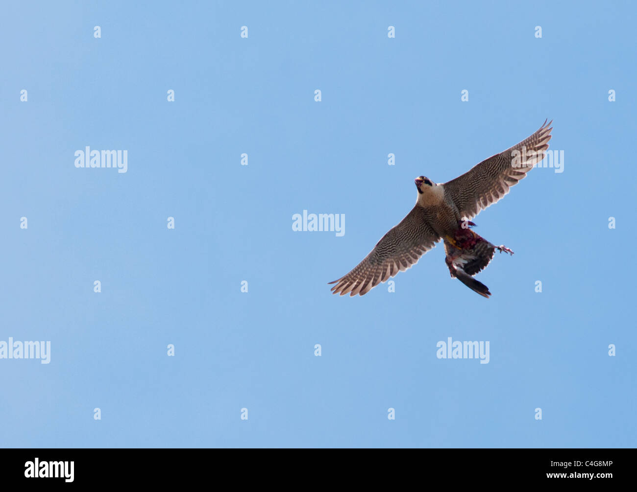 Juvenile Peregrine Falcon (Falco peregrinus) in flight above Lincoln Cathedral with prey Stock Photo