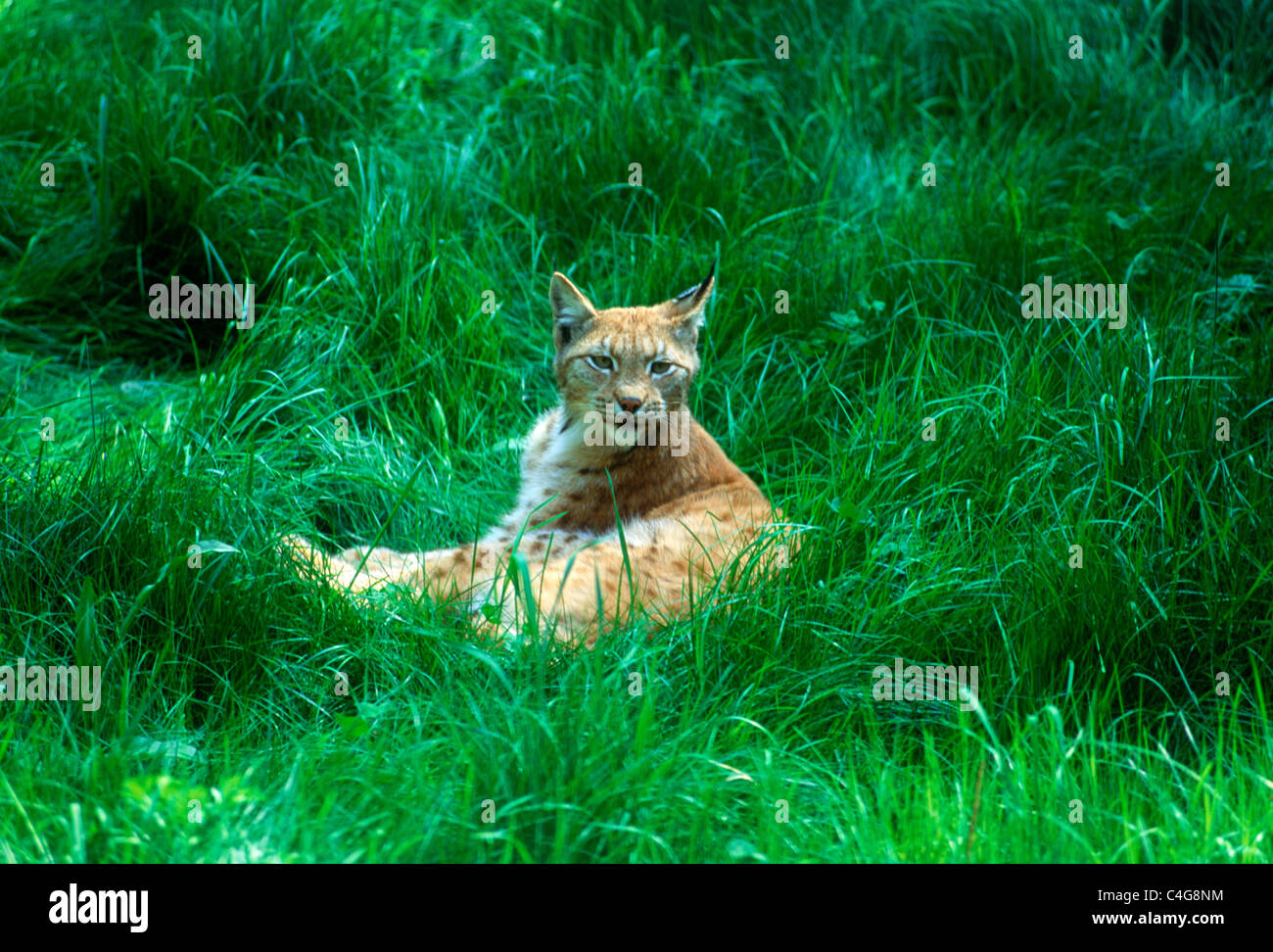 Lynx have short tails and characteristic tufts of black hair on the tip of their ears Stock Photo