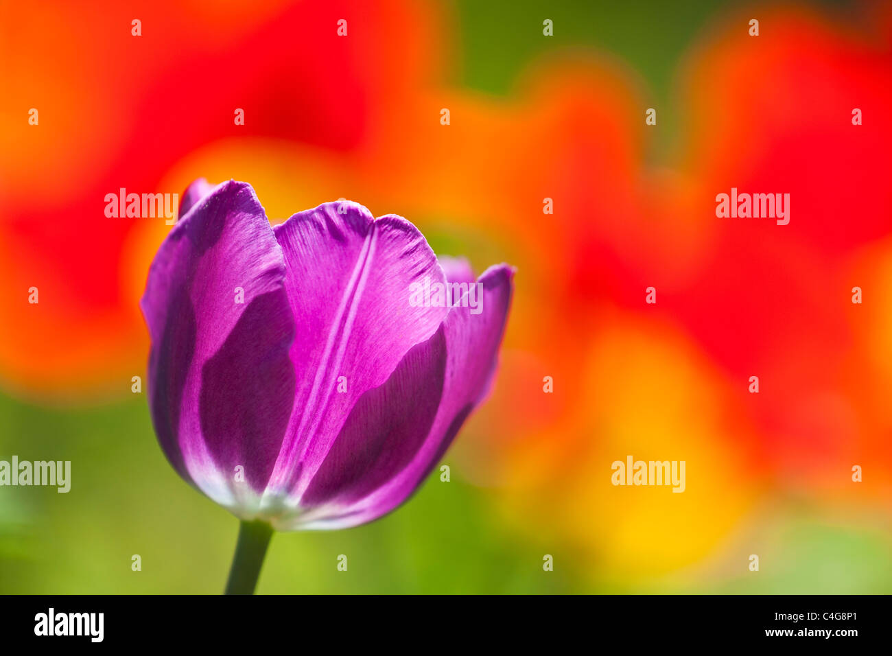 Liliaceae hi-res stock photography and images - Alamy