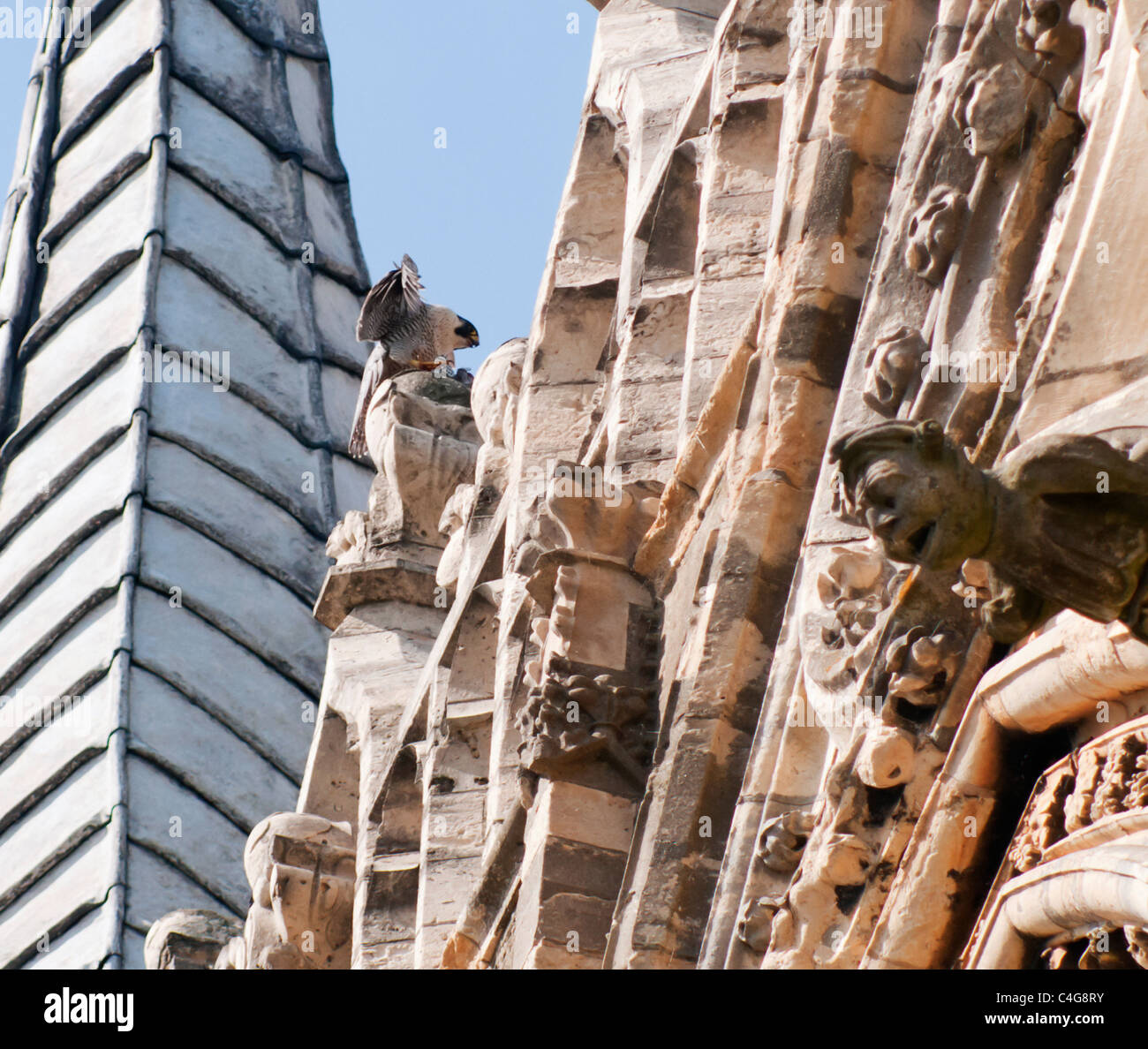 Juvenile Peregrine Falcon Falco Peregrinus Perched On