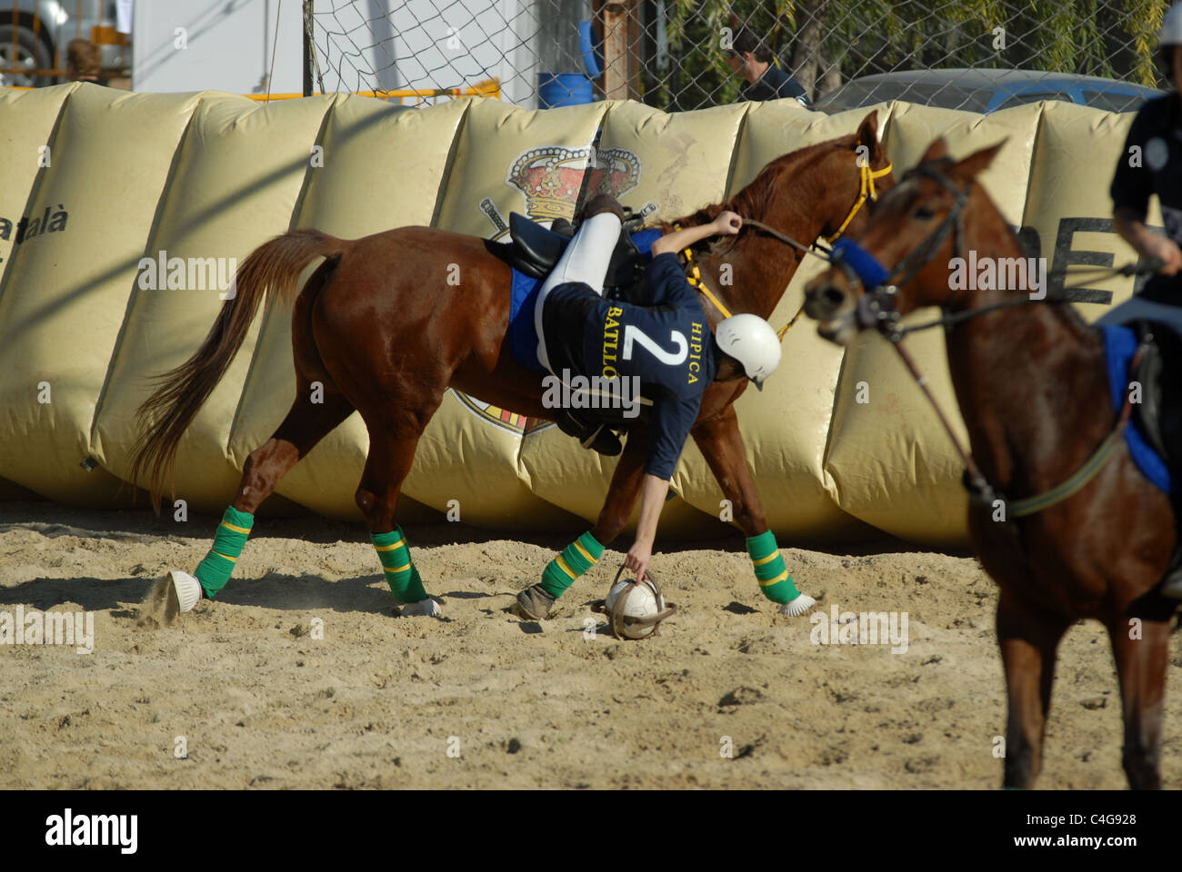 Player picking up the ball in a horse ball game played in Catalonia, Spain Stock Photo Alamy