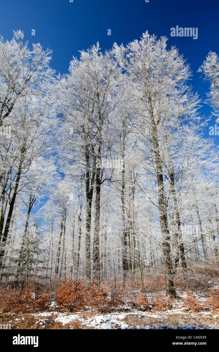 Beech woodland (Fagus sylvatica), covered in frost, winter, Hessen, Germany Stock Photo