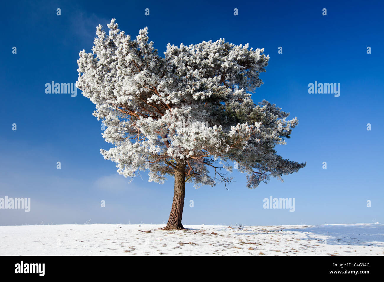 Scots Pine Tree (Pinus silvestris) covered in snow and frost, Hohen ...