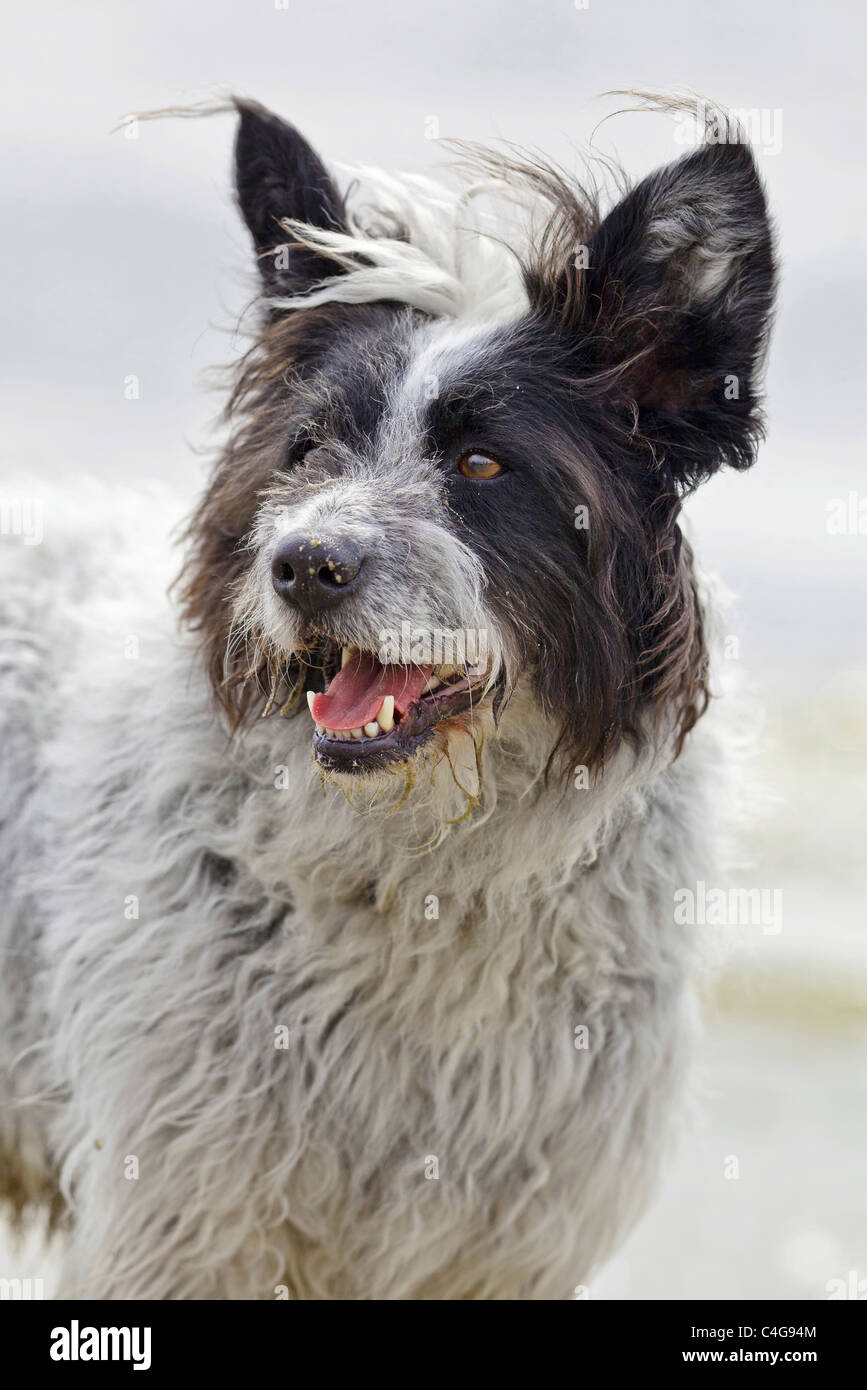 Elo dog - portrait Stock Photo - Alamy
