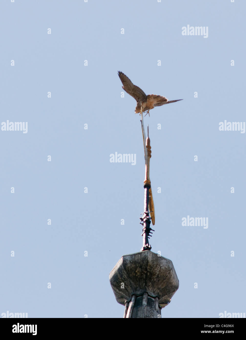 Juvenile Peregrine Falcon Falco Peregrinus Landing On