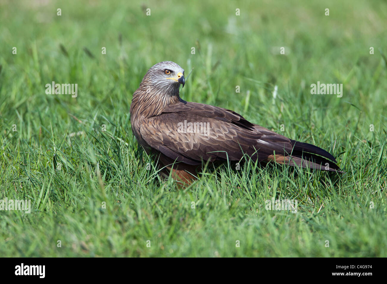 Black Kite (Milvus migrans), in field searching for food, Lower Saxony, Germany Stock Photo