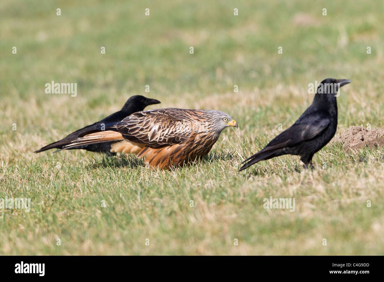 Red Kite, (Milvus milvus) and Carrion Crows (Corvus corone), feeding on carrion, Lower Saxony, Germany Stock Photo